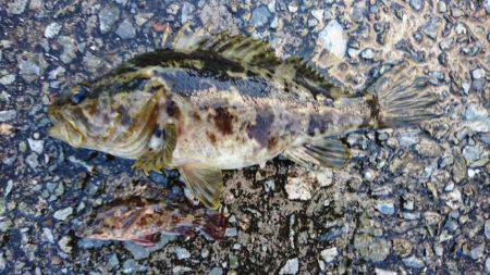 探り釣りで良型タケノコ。